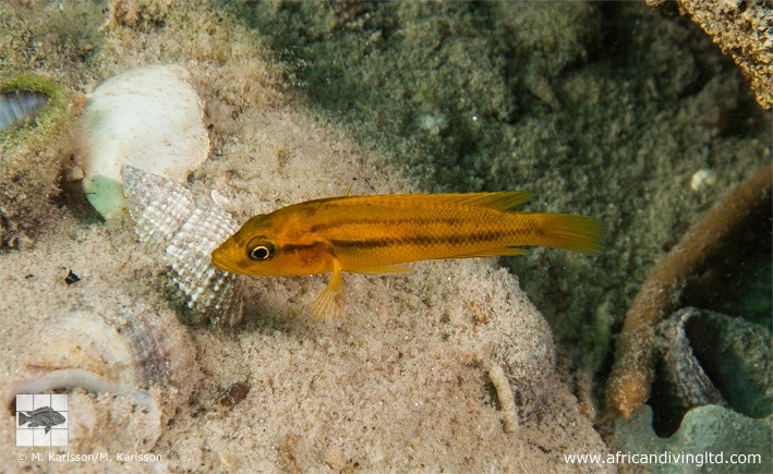 Neolamprologus niger 'Lyamembe'